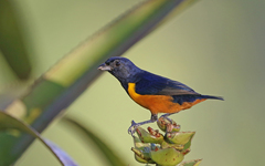 Euphonia rufiventris