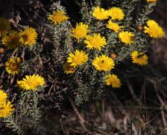 Oedera fruticosa