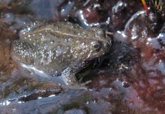 Poyntonia paludicola