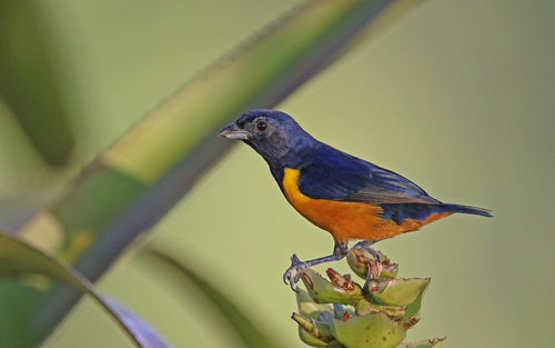 Euphonia rufiventris (Vieillot, 1819)