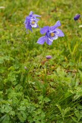 Aquilegia jucunda