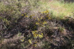Oedera fruticosa