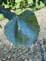 Paracercosporidium microsorum