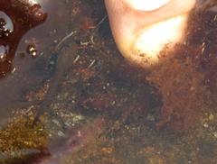 Poyntonia paludicola