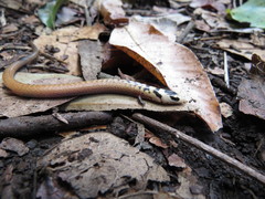 Coeranoscincus reticulatus