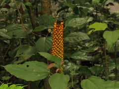 Arisaema