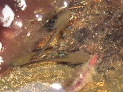 Poyntonia paludicola