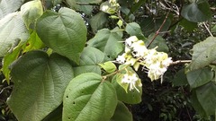 Clerodendrum infortunatum