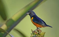 Euphonia rufiventris