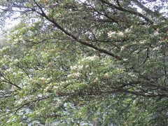 Elaeocarpus variabilis