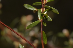 Leptospermum brevipes