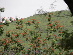Erythrina subumbrans