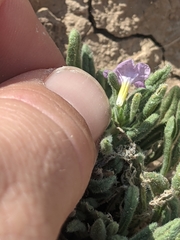 Nama hispida spathulata