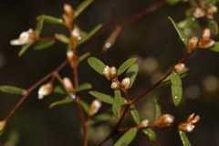 Leptospermum brevipes