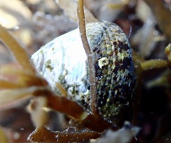 Steromphala cineraria