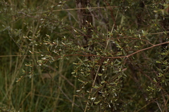 Leptospermum brevipes