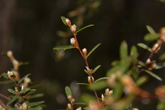 Leptospermum brevipes