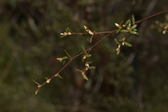 Leptospermum brevipes