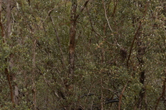 Leptospermum brevipes
