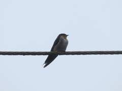 Hirundo domicola