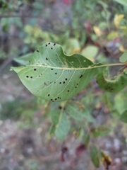 Pistacia terebinthus