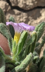 Nama hispida spathulata