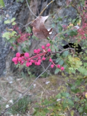 Pistacia terebinthus
