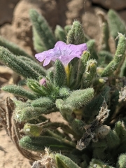 Nama hispida spathulata