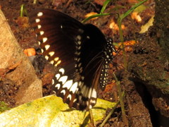 Papilio dravidarum
