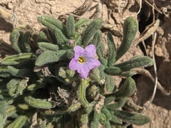 Nama hispida spathulata