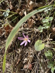 Colchicum lusitanum