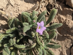 Nama hispida spathulata