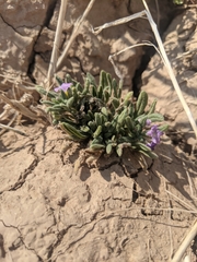 Nama hispida spathulata