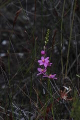 Ixia stricta