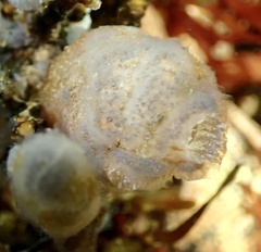 Ascidiella aspersa