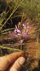 Cleome maculata