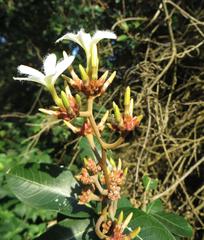 Ancylobothrys petersiana