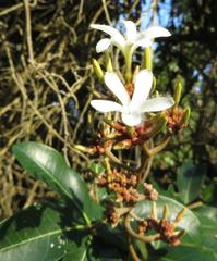 Ancylobothrys petersiana