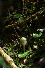 Corybas vitreus
