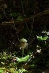 Corybas vitreus