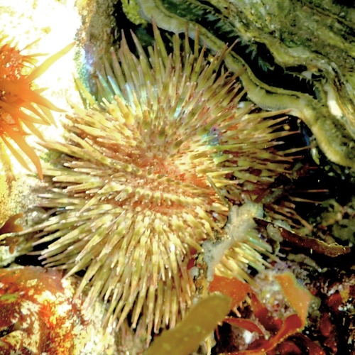 Green Sea Urchin, Grevelingen, Ouddorp, Zuid-Holland, NL, photo 6 of 10