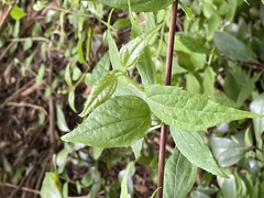 Philadelphus mexicanus