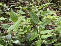 Philadelphus mexicanus