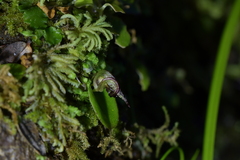 Corybas iridescens