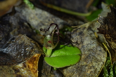 Corybas iridescens