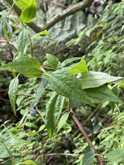 Philadelphus mexicanus