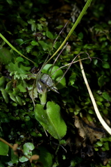 Corybas iridescens