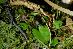 Corybas iridescens