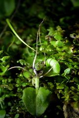 Corybas iridescens