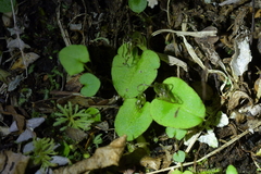 Corybas iridescens